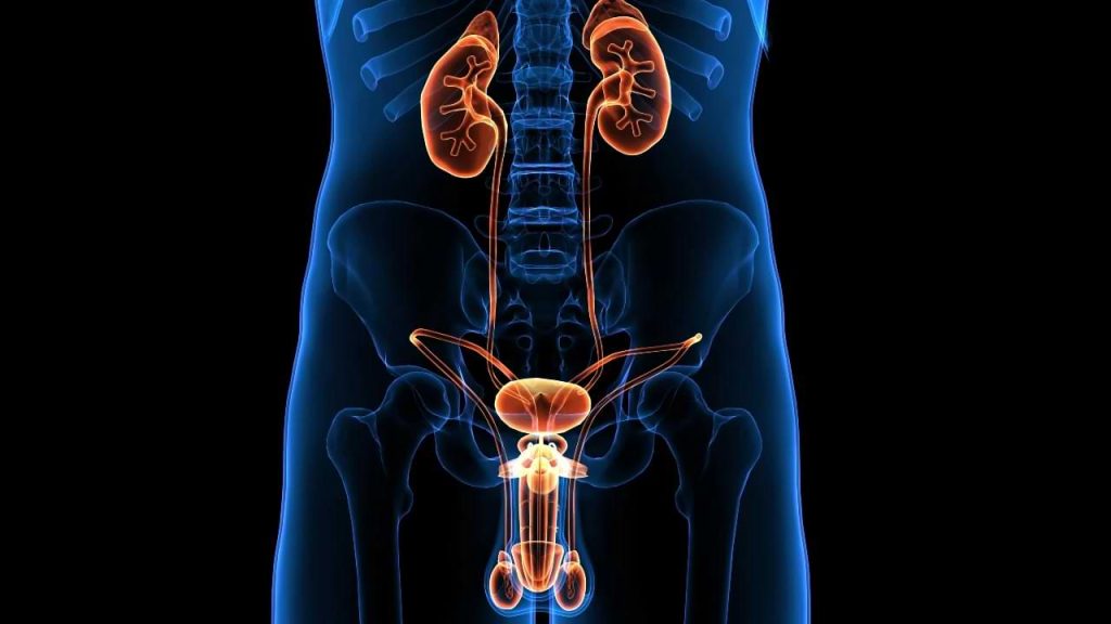 זקפה וכלי דם