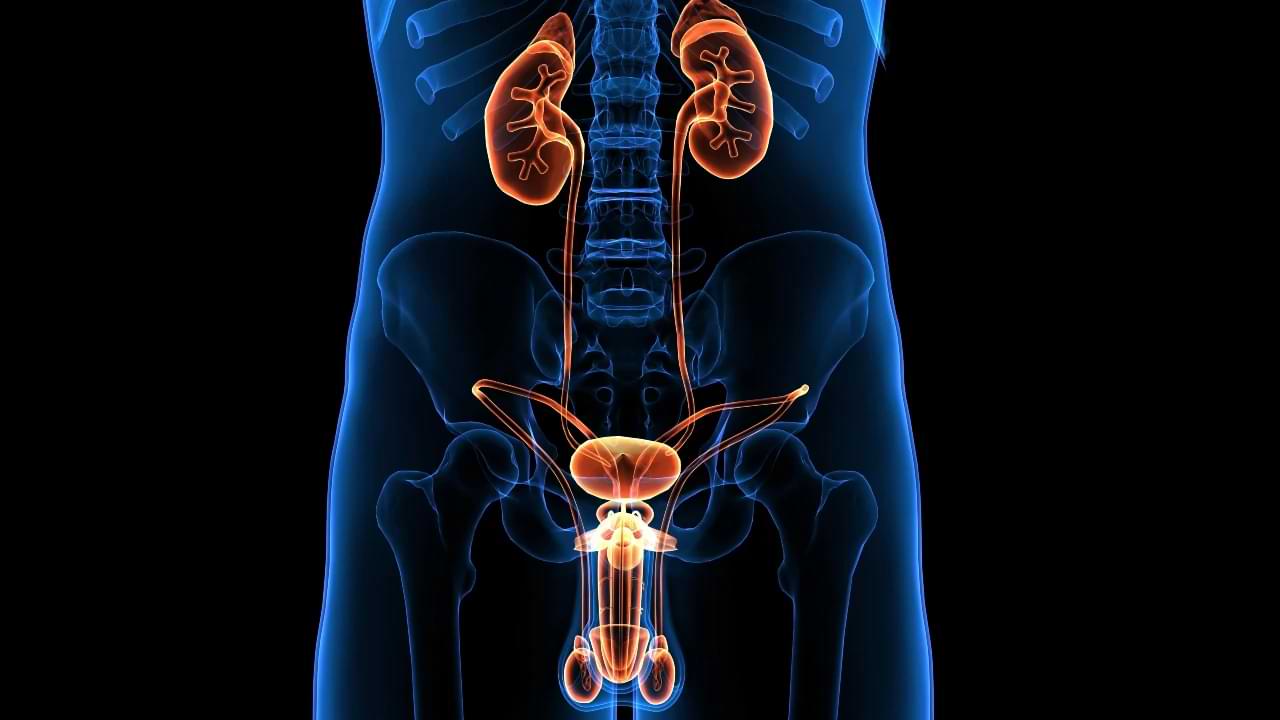 זקפה וכלי דם